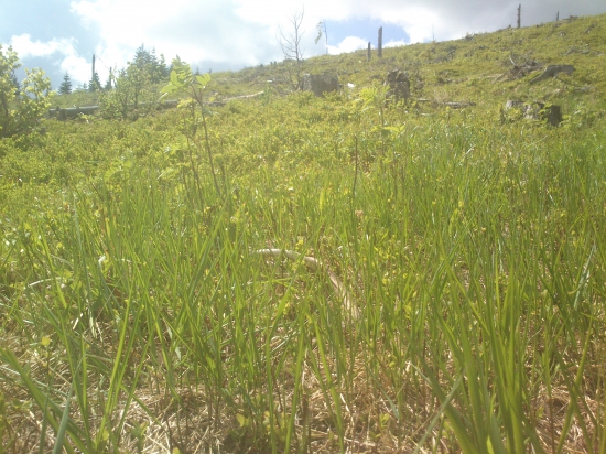 Májový hôľniačik