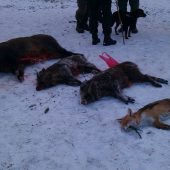 Úspešná poľovačka