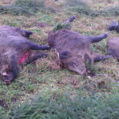 Z jednej novembrovej spoločnej