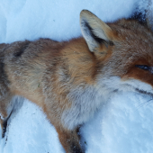 Nový rok zahájený...