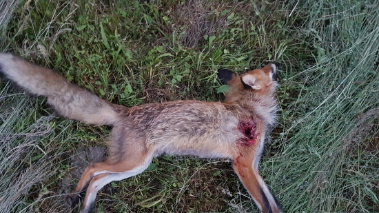 Listicka