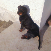 astika2