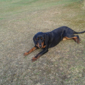 astika2(heda biela studna)9 mesiacou