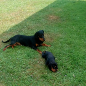 Ben fera deus a Heda biela studna(astinka)