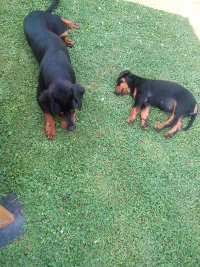 BEN FERA DEUS A CHERRY Z HALCE