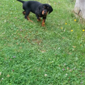Cherry z Halče (Dona)