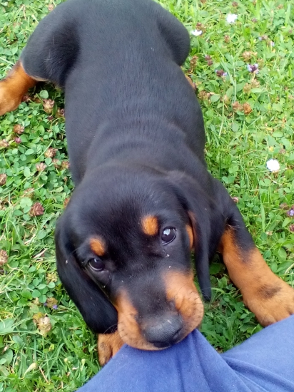 Cherry z Halče (Dona)