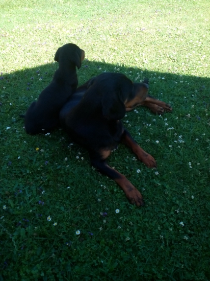 Ben fera deus a Cherry  Halče