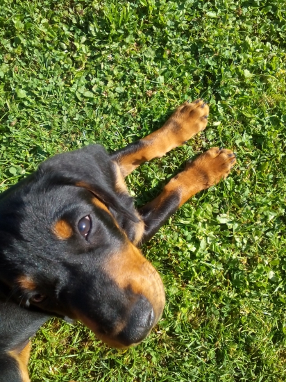 Cherry z Halče (Dona)