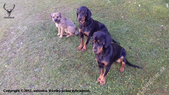 BEN FERA DEUS A CHERRY Z HALCE A HERALDIK