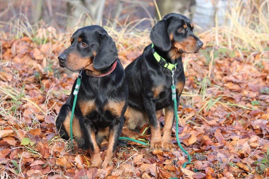 Ben fera deus aCherry z halče