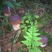 Rastu.