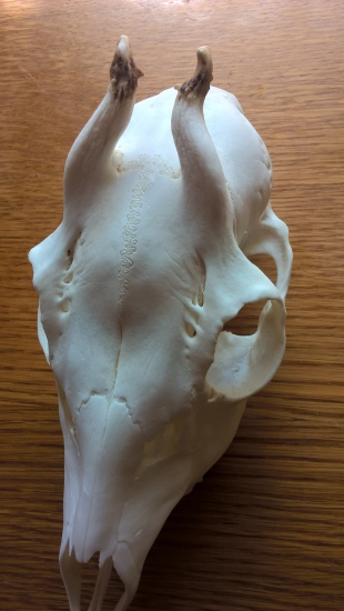 Trofej srnčeka k ID 320257