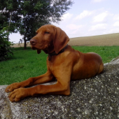 Diesel