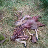 Jelenec viržínský