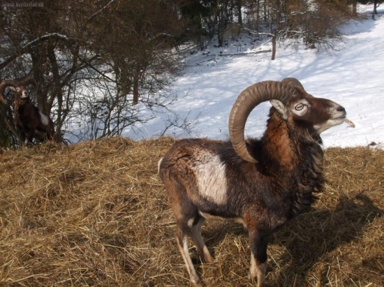 muflon