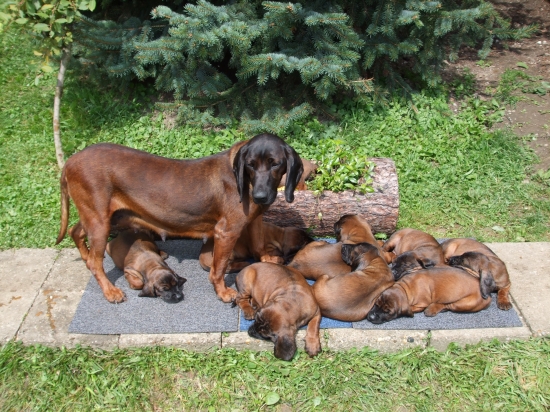 Linda-Brixi Olšovy Jarok