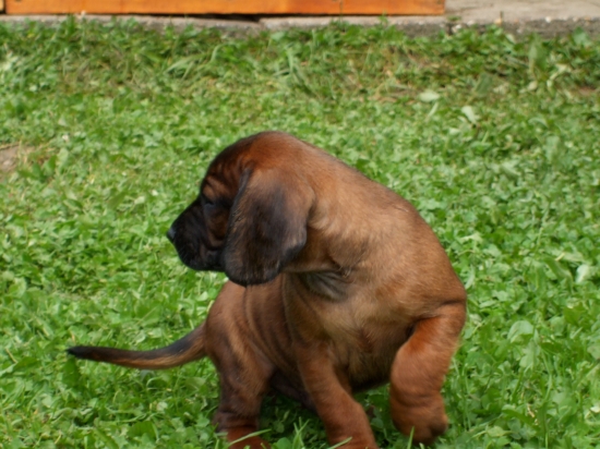 Linda-Brixi Olšovy Jarok