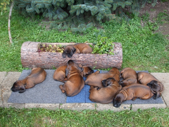 Linda-Brixi Olšovy Jarok