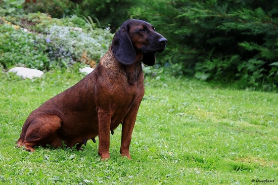 Linda-Brixi Olšovy Jarok