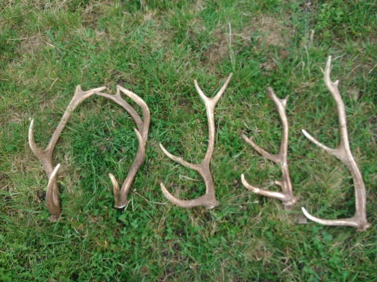 na jednej lúčke a všetky naraz