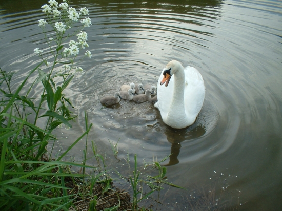 spomienka na jar 2006