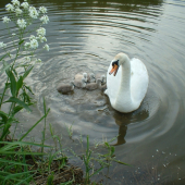 spomienka na jar 2006