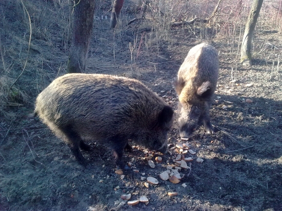 svačina