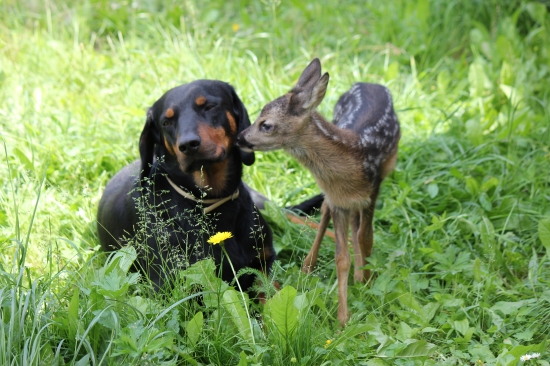 pošepkám ti niečo ...