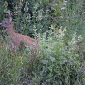 jeden z mojich TOP srnčekov ...