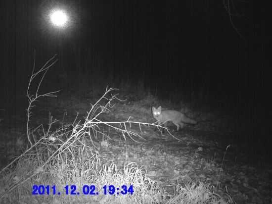 čiernobiela kmotrička ...