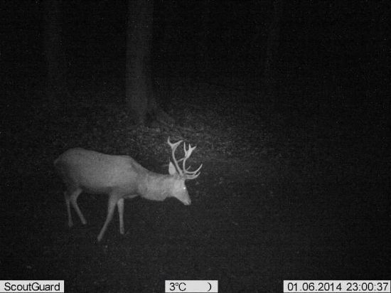 Trojkráľový mládenec ...