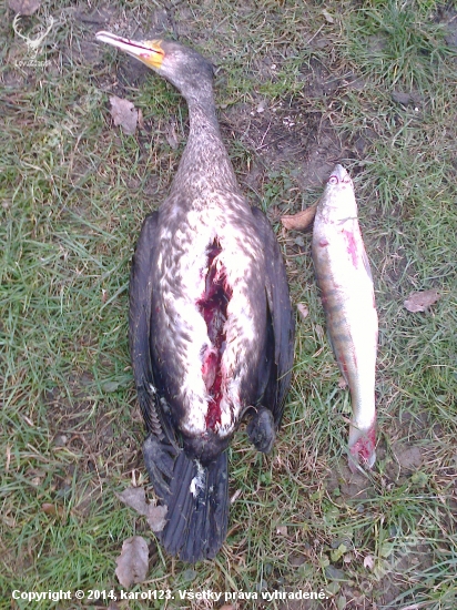 zubáč 45cm ...