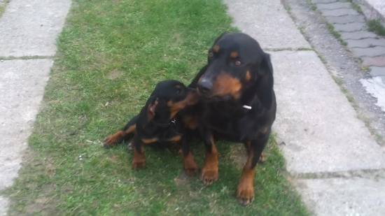 Slovenský kopov a Tatranská durička ...