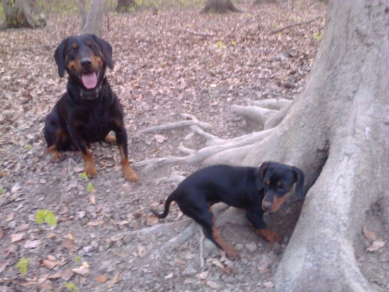 Tatr. durička pod odborným dohľadom Sl. kopova  ...