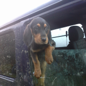 kontrola revíru ...