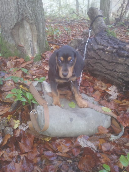 ja nič, ja muzikant ...