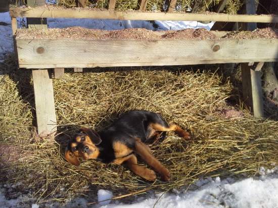 musím si oddýchnuť, som unavená z toho prikrmovania :)