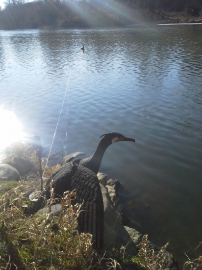 Balabány v akcii ...