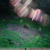 spektrum a lanštiak
