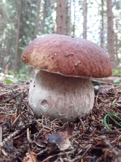 jeden z mnohých ...