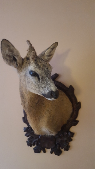 Srna - raritka, vek 8+