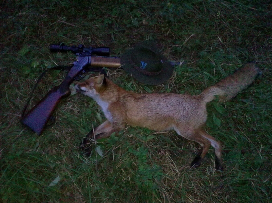 my first fox :)
