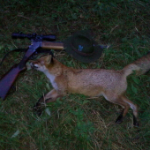 my first fox :)