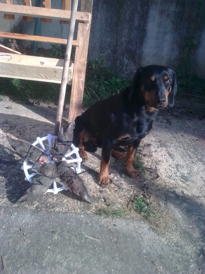 trénovali sme stopu...