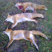 spoločná poľovačka