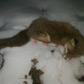 ako keby zaspala ...