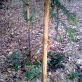 olúpané jedličky ...