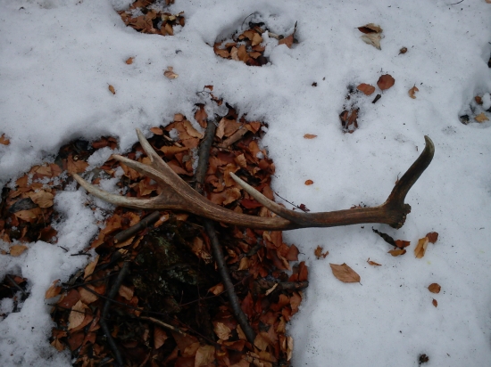 uz som zhodil foto k ID157438