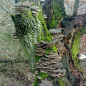 Hliva ustricová
